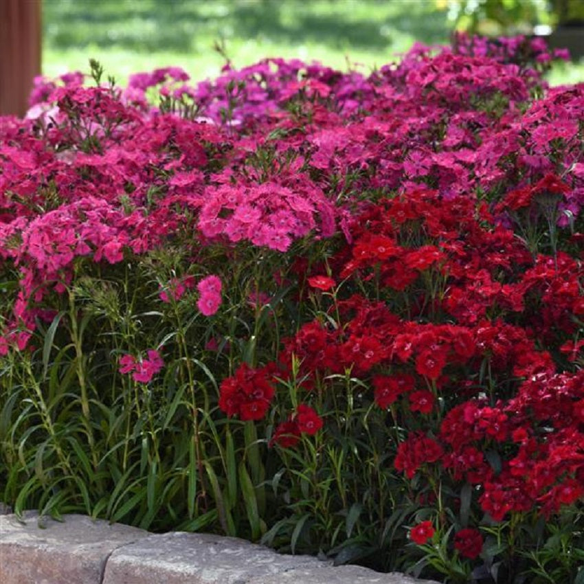 Dianthus Rockin’™ Rose 25 Pelleted Dianthus Seeds