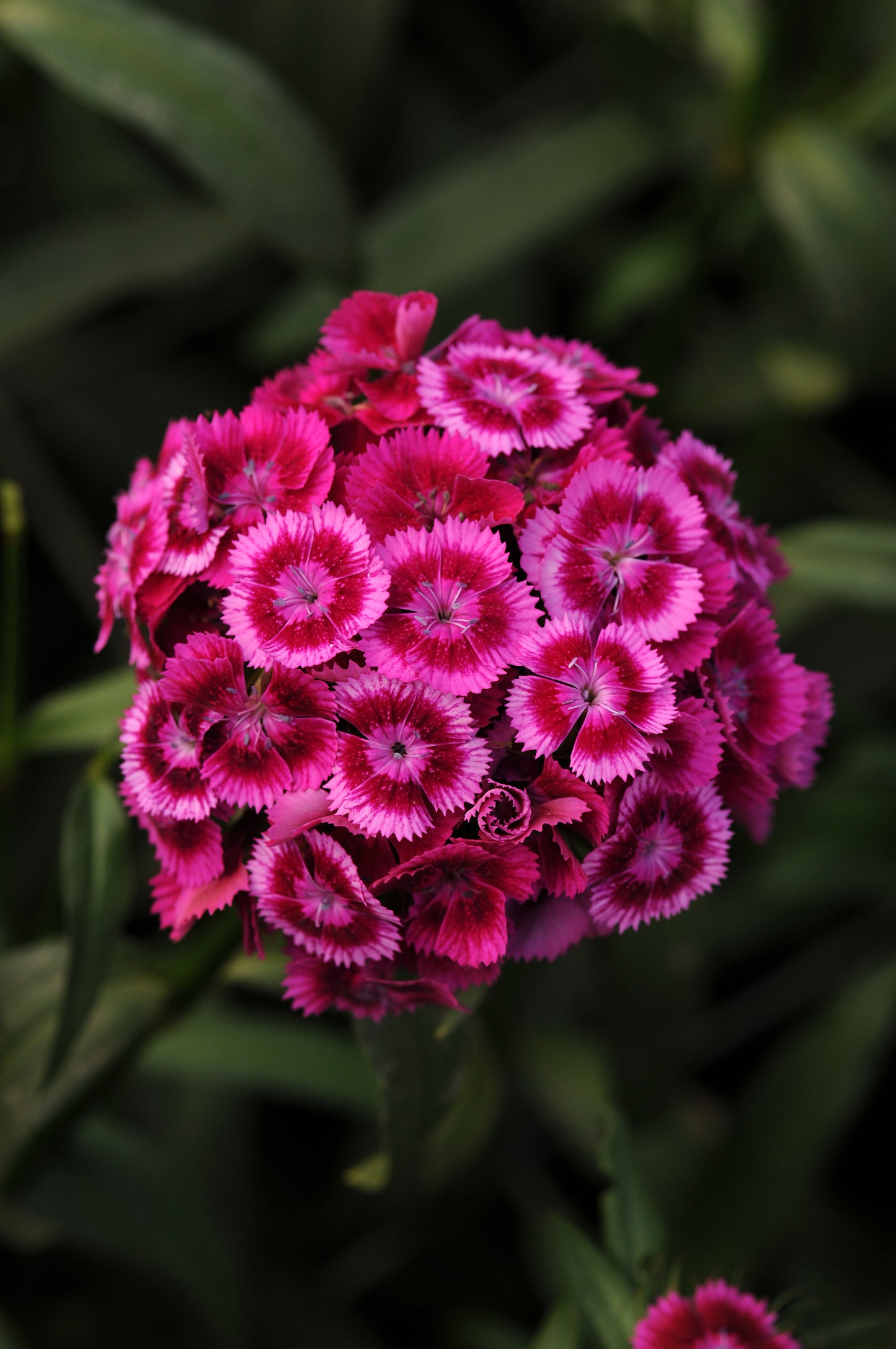 50 Pelleted Dianthus Seeds Dianthus Sweet Magenta Bicolor