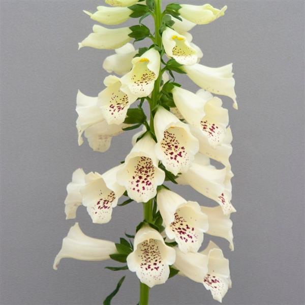 Digitalis Dottie Cream Seeds – 25 Pelleted Foxglove Seeds (First-Year Flowering)