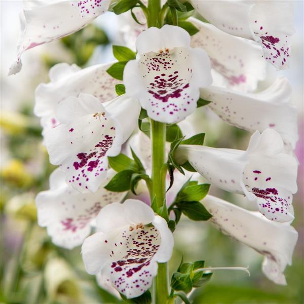 Digitalis Dottie White Seeds 25 Pelleted Foxglove Seeds First-Year Flowering