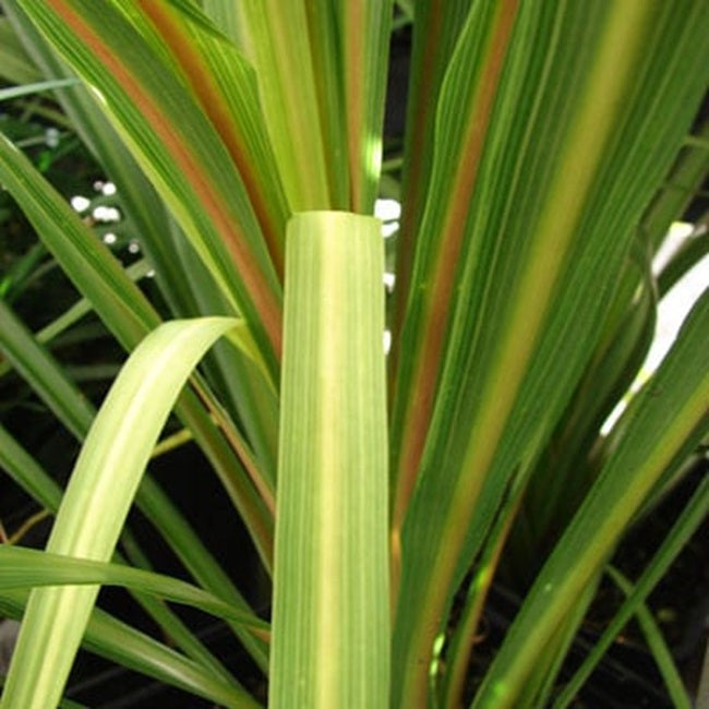 100 Dracaena Seeds | Cordyline Seeds