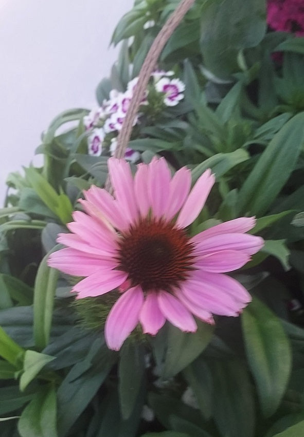 Echinacea Seeds 50 Cone Flower Seeds Primadonna Rose