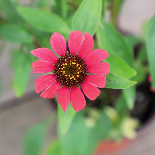 magenta plant seed 15 Echinacea Seeds Pollynation Magenta Perennial Seeds