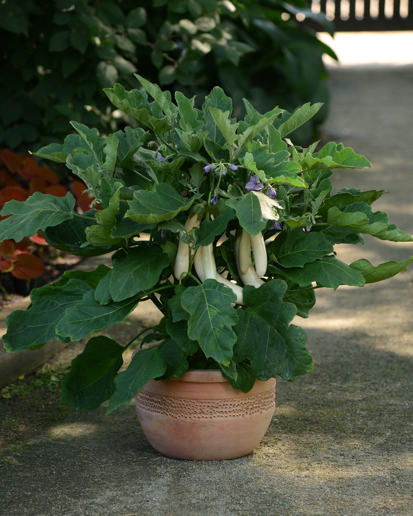25 Gretel Eggplant Seeds F1 Hybrid White Eggplant Garden & Vegetable Seeds