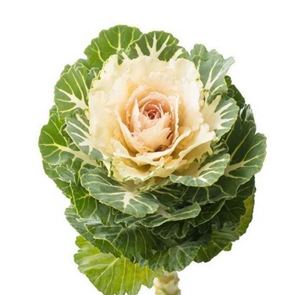 Flowering Kale Seeds Empire Anna F1 Hybrid 50 Seeds Ornamental Flowering Cabbage Cut Flower