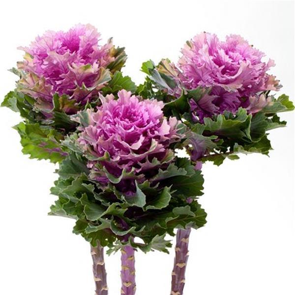 Flowering Kale Seeds Empire Ksenia F1 Hybrid 50 Seeds Ornamental Cut Flower