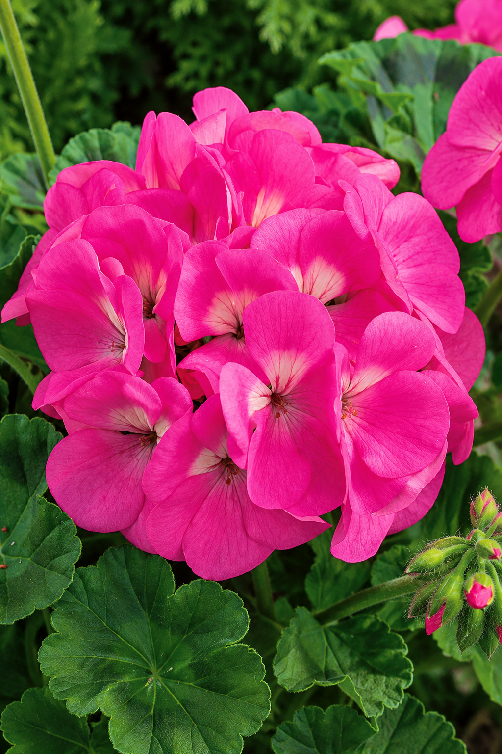 Maverick Pink geranium with bright pink flower clusters, pale centers, and scalloped green leaves.