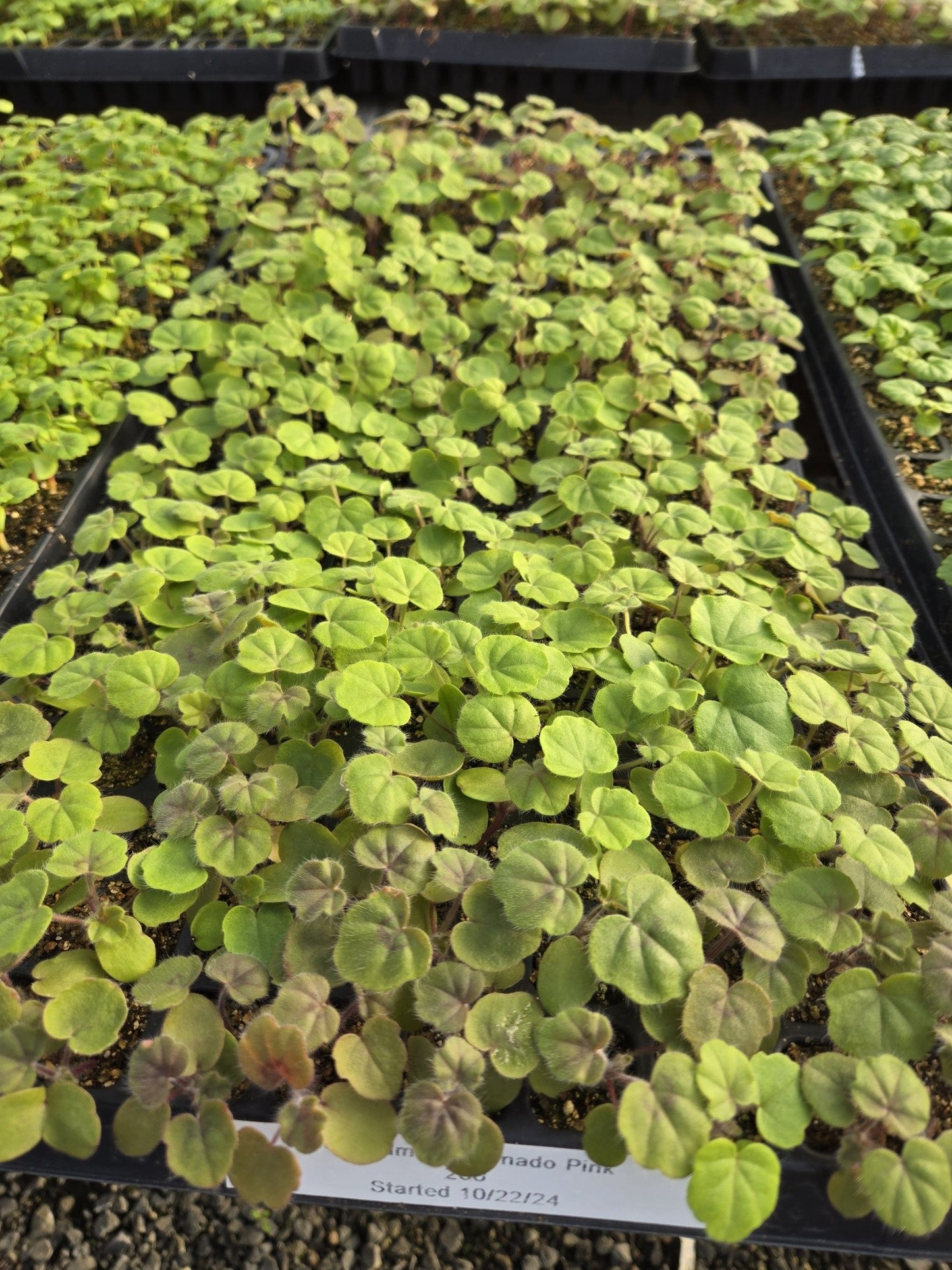 15 Ivy Geranium Seeds Tornado Pink