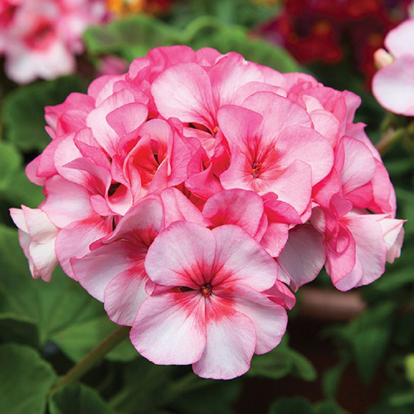 15 Geranium Seeds Geranium Horizon New Star