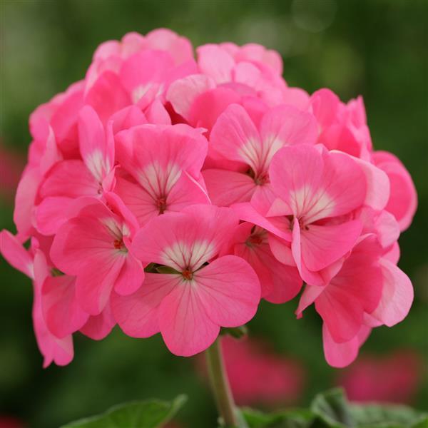 15 Geranium Seeds Geranium Horizon Rose