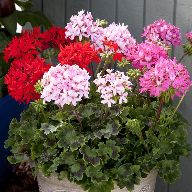 geranium patricia seeds Flower Seeds | 15 Geranium Seeds