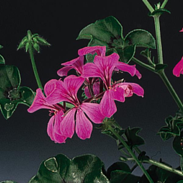trailing ivy geranium seeds 15 Ivy Geranium Seeds Tornado Rose Trailing Geranium