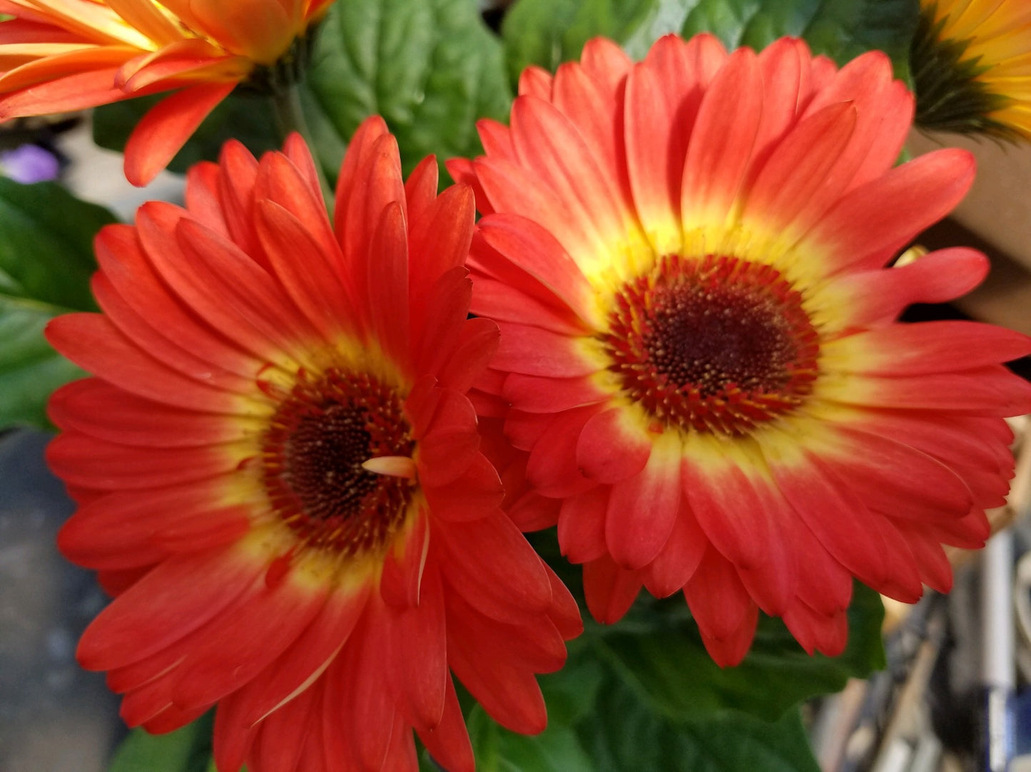 Gerbera Daisy Seeds Majorette Orange Yellow Bicolor With Eye 15 thru 50 seeds