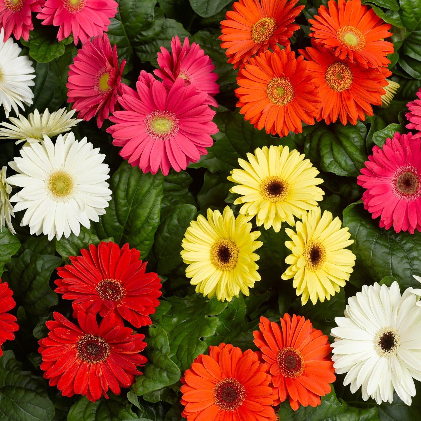 15 Gerbera Seeds Bengal Mix Flower Seeds