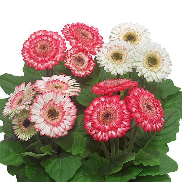 gerbera flower seeds Gerbera Daisy Seeds 15 Seeds Gerbera Sundayz Midi Berries & Cream Dark Eye