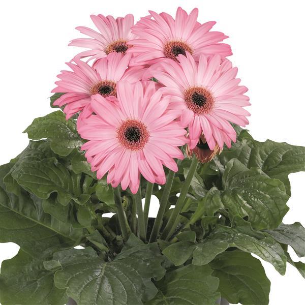 15 Gerbera Seeds FloriLine Maxi Light Pink Dark Eye