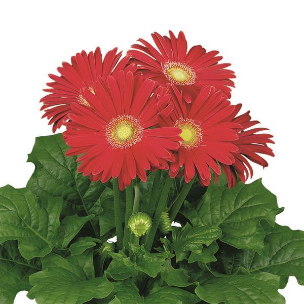 15 Gerbera Seeds FloriLine Maxi Red Light Eye