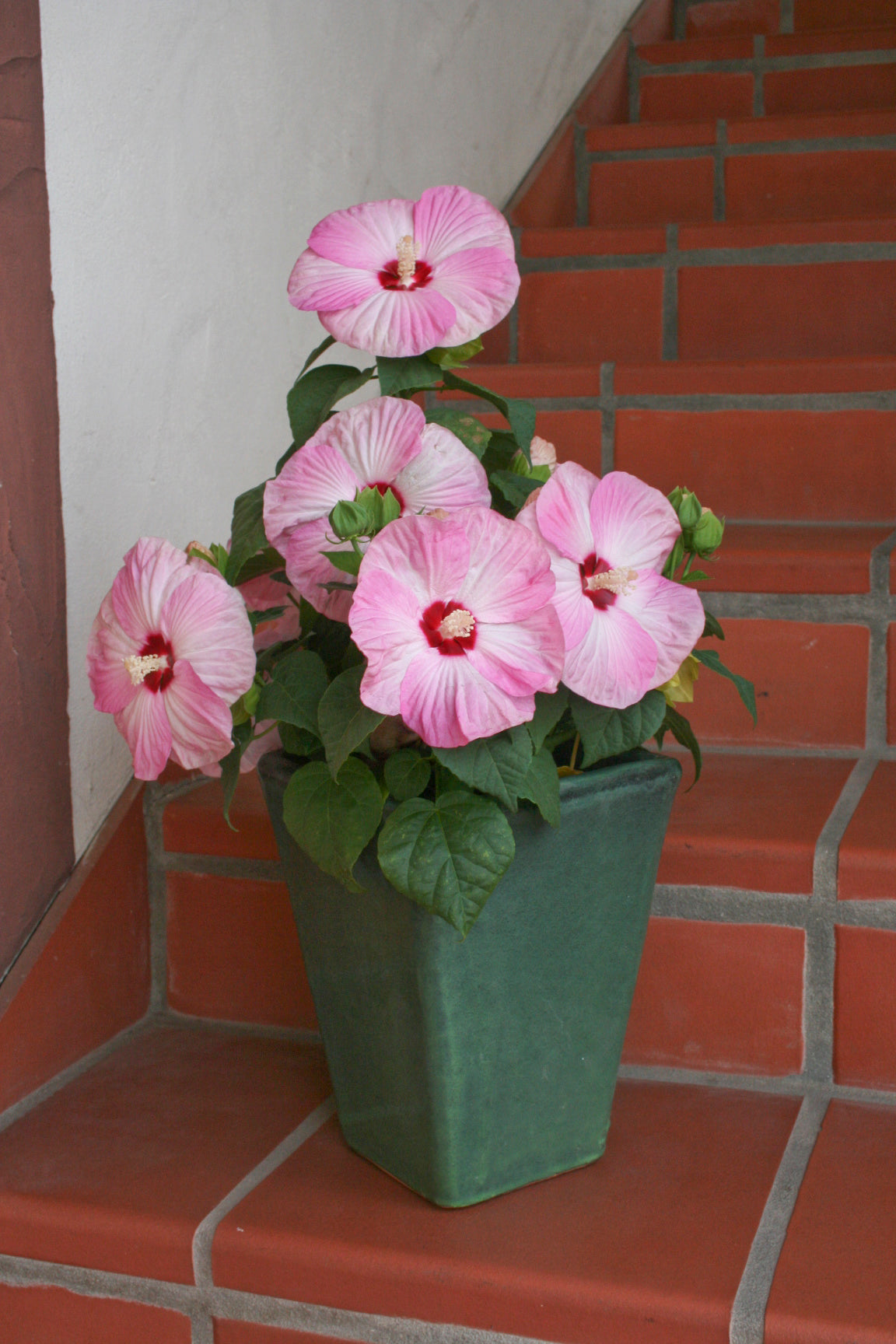 Perennial Hibiscus Seeds Honeymoon Light Rose Hardy Hibiscus 15 Seeds