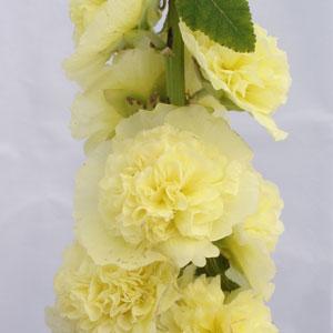Alcea Seeds Hollyhock Seeds 25 thru 250 Chater Golden Yellow Seeds