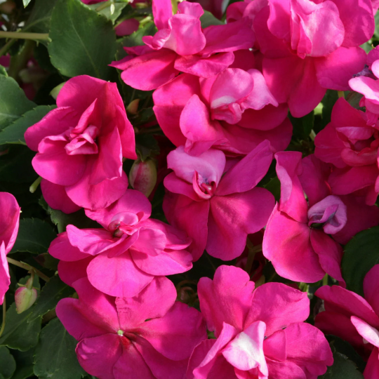 50 Semi Double Impatiens Seeds Athena Bright Purple Walleriana