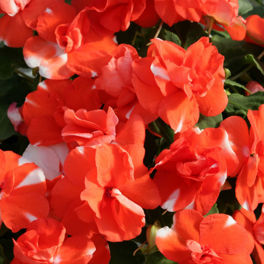 double impatiens flower seeds 50 Semi Double Impatiens Seeds Athena Orange Flash Walleriana