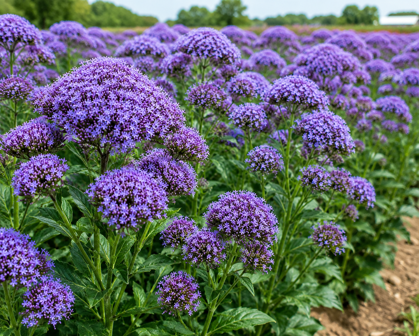 Lake Michigan Blue Trachelium Seeds 50 Seeds Premium Cut Flower Variety