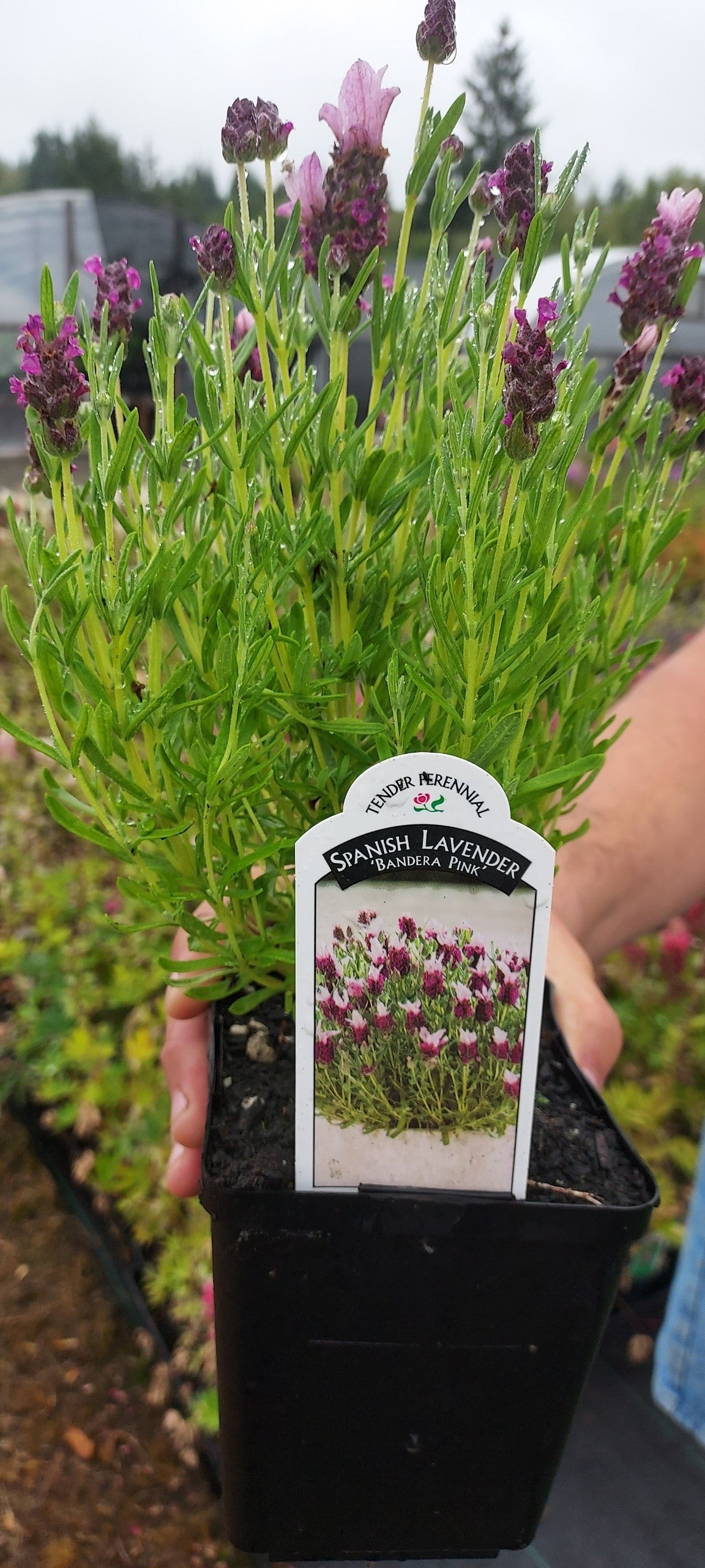 Spanish Lavender 50 Seeds Lavandula Bandera Pink