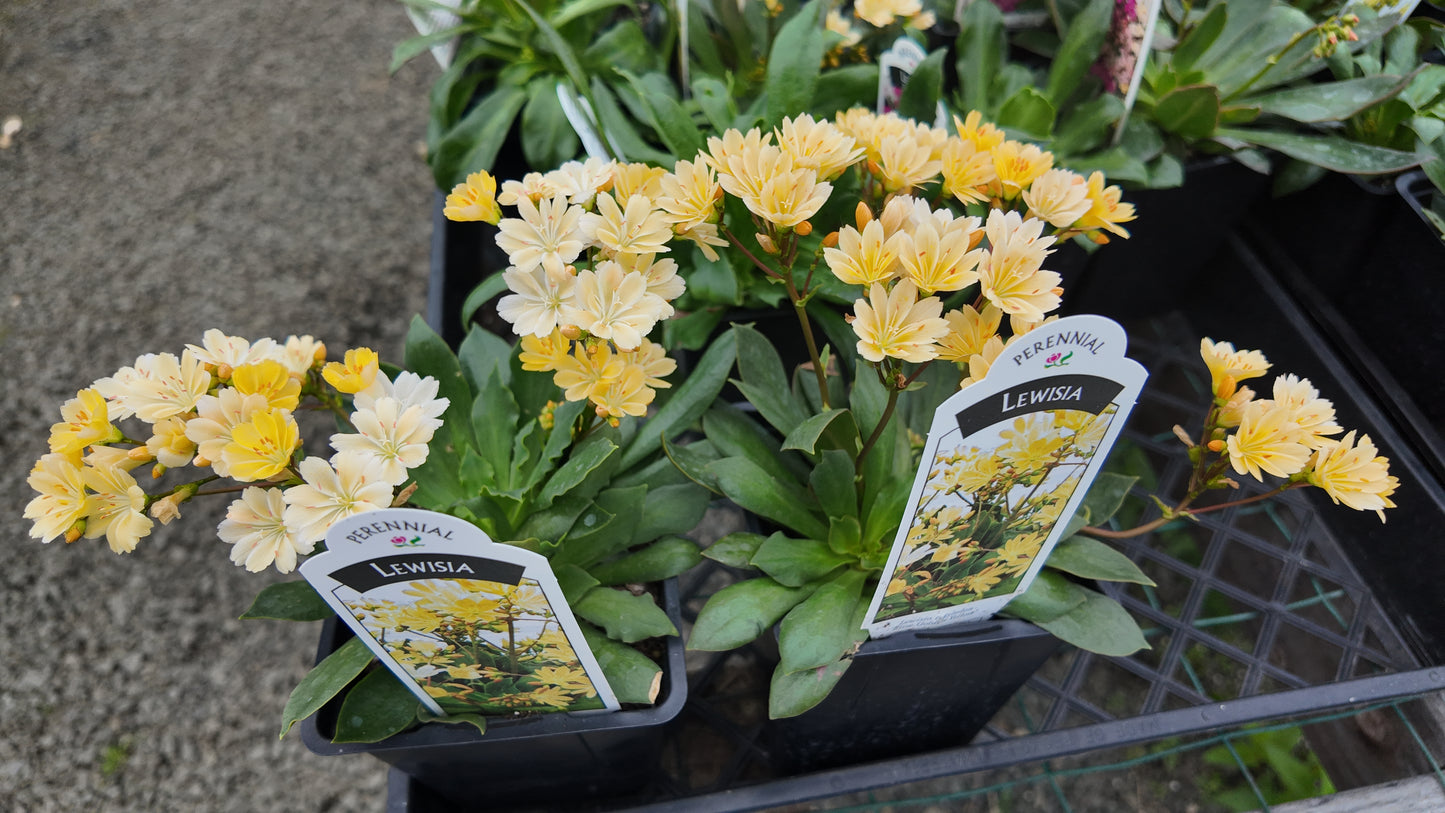 25 Lewisia Seeds Lewisia Elise Golden Yellow Succulent Seeds
