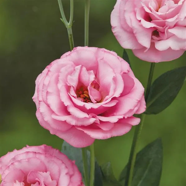 25 Pelleted Lisianthus Seeds Croma 3 Light Pink Double Cut Flower Seeds