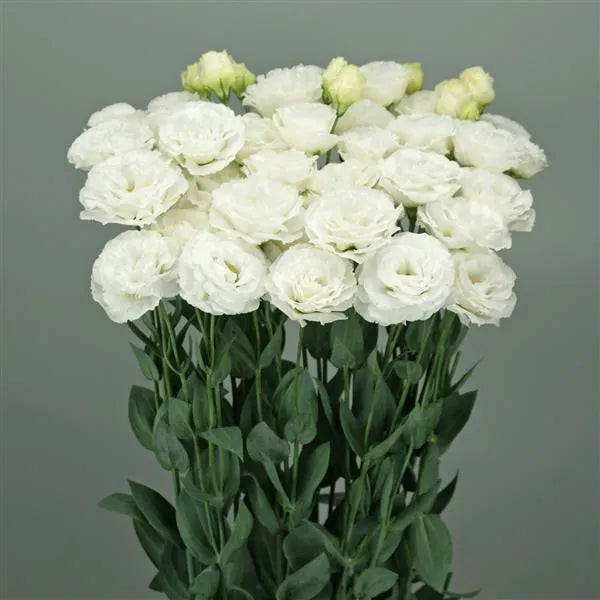 25 Pelleted Lisianthus Seeds Wedding 2 Kiss White Cut Flower Seeds