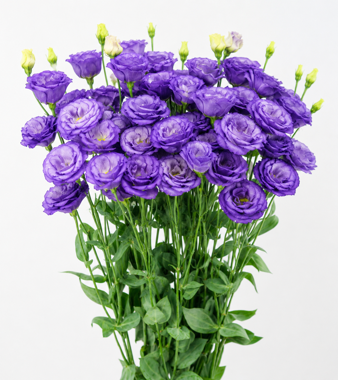 Lisianthus Seeds Arosa 1 Sky Blue 25 Pelleted Seeds