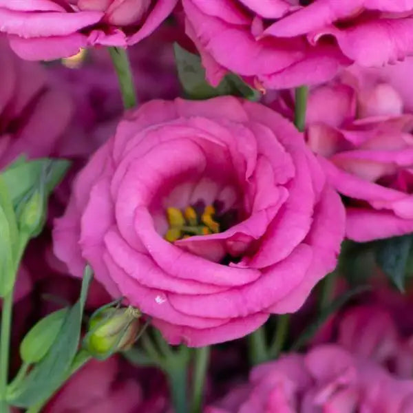 25 Pelleted Lisianthus Seeds Rosita 2 Deep Rose Double Cut Flower Seeds