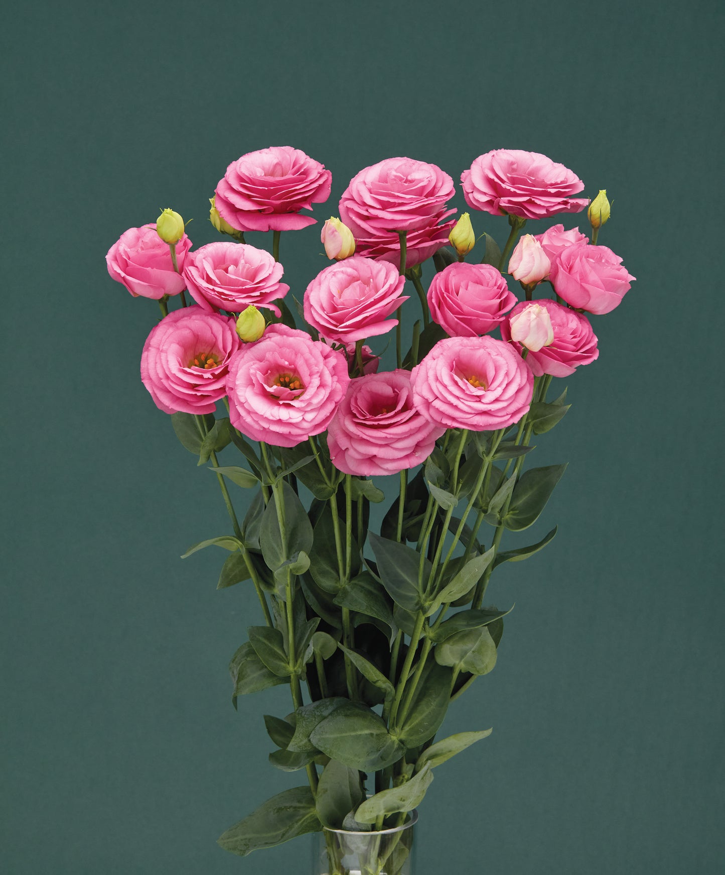 Croma 3 Pink Lisianthus Seeds – 25 Pelleted Cut Flower Seeds