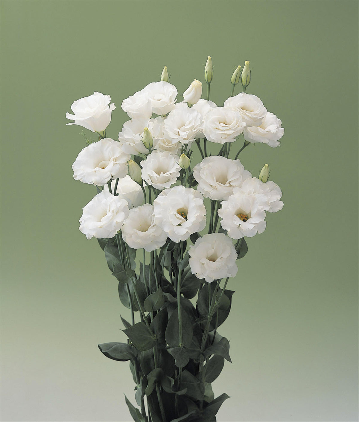 Lisianthus Arena 4 White blooms and buds on tall stems⠋