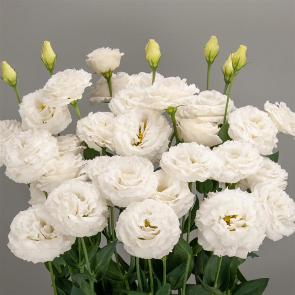 Lisianthus Seeds Arosa Pure White 25 Pelleted Cut Flower Seeds