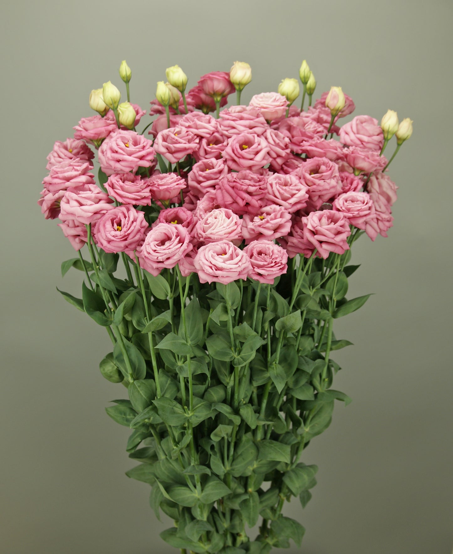 Arosa 3 Deep Pink Lisianthus Seeds 25 Pelleted Cut Flower Seeds