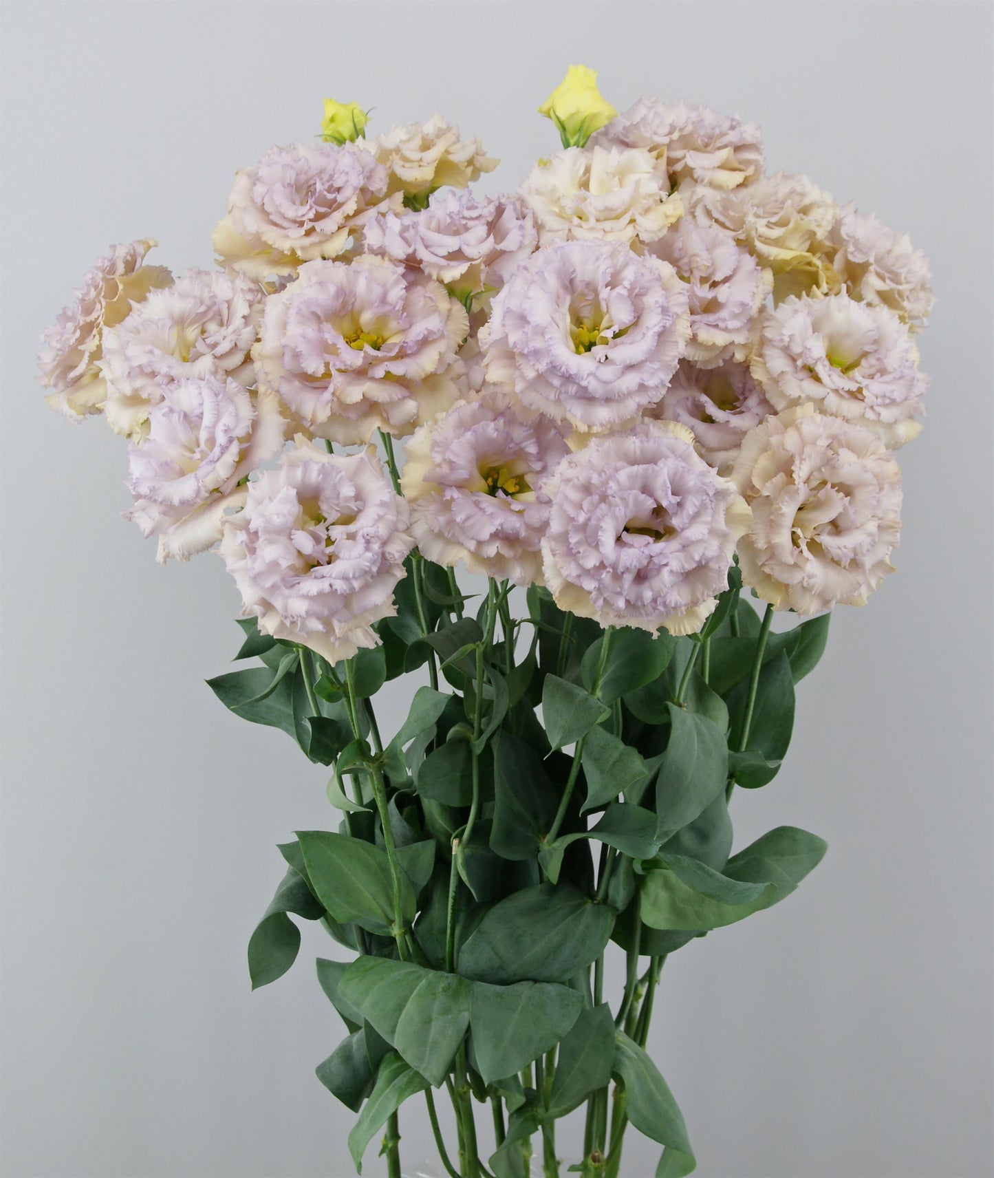 Lisianthus Seeds Lisianthus Blue Chateau Pelleted Seeds