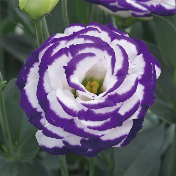 Lisianthus Seeds Croma Blue Picotee 25 Pelleted Seeds Cut Flower
