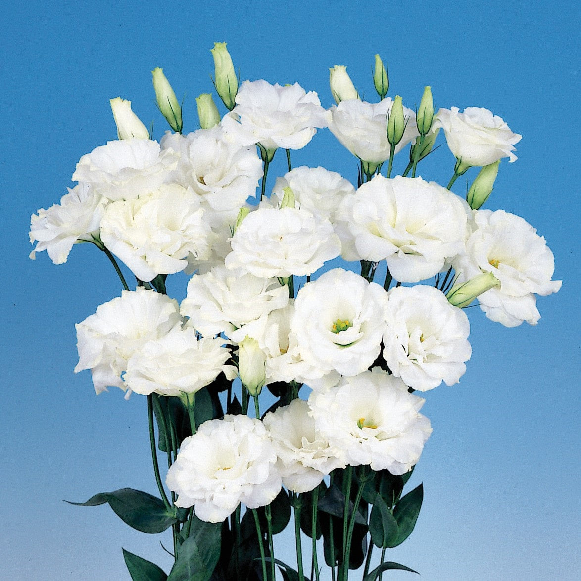 pure seed flower Lisianthus Seeds Echo® Pure White