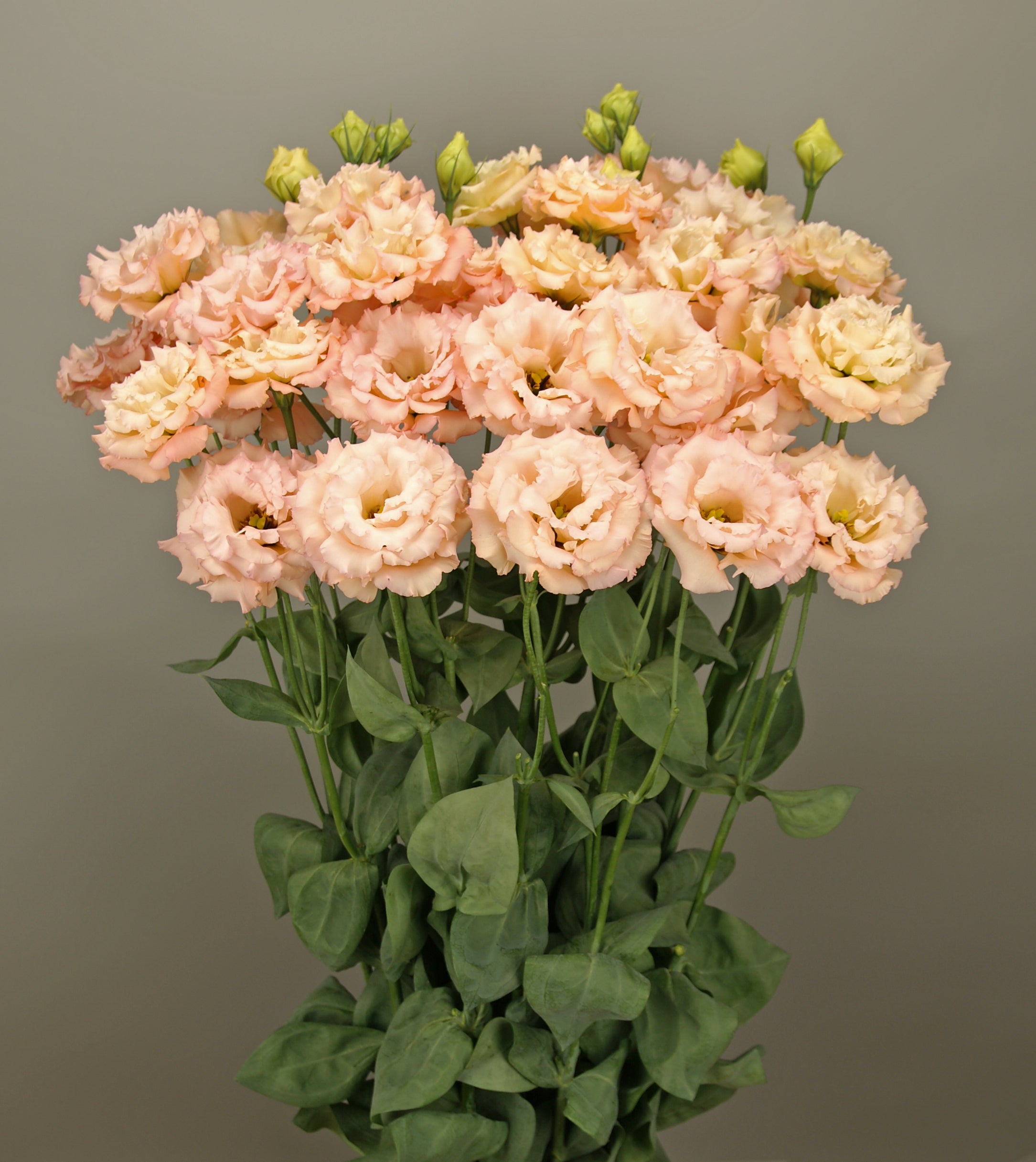 Lisianthus Seeds