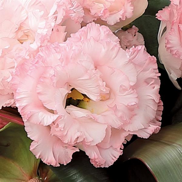 Park Seed Shock Wave Pink Vein Petunia Seeds, Early Park Seed Shock Wave Pink Vein Petunia Seeds, Early