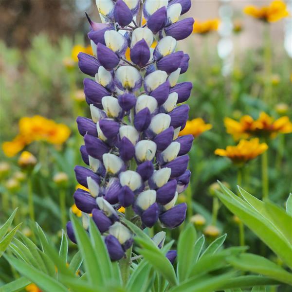 25 Lupin Seeds Gallery Blue Yellow Bicolor Lupine Seeds