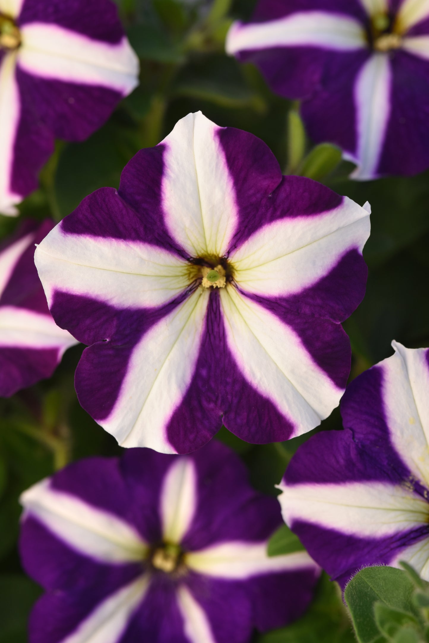 Madness Blue Star Petunia Seeds 50 Pelleted Seeds Premium Floribunda Petunia Seeds