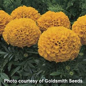 Marigold Seeds Antigua Orange 50 African Marigold Seeds