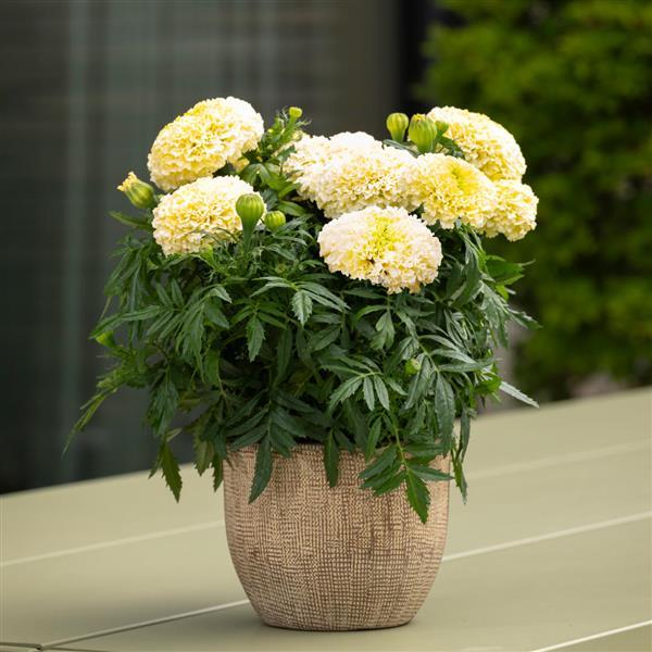 Lanna Lace African Marigold Seeds 25 Creamy White Dwarf Flower Seeds
