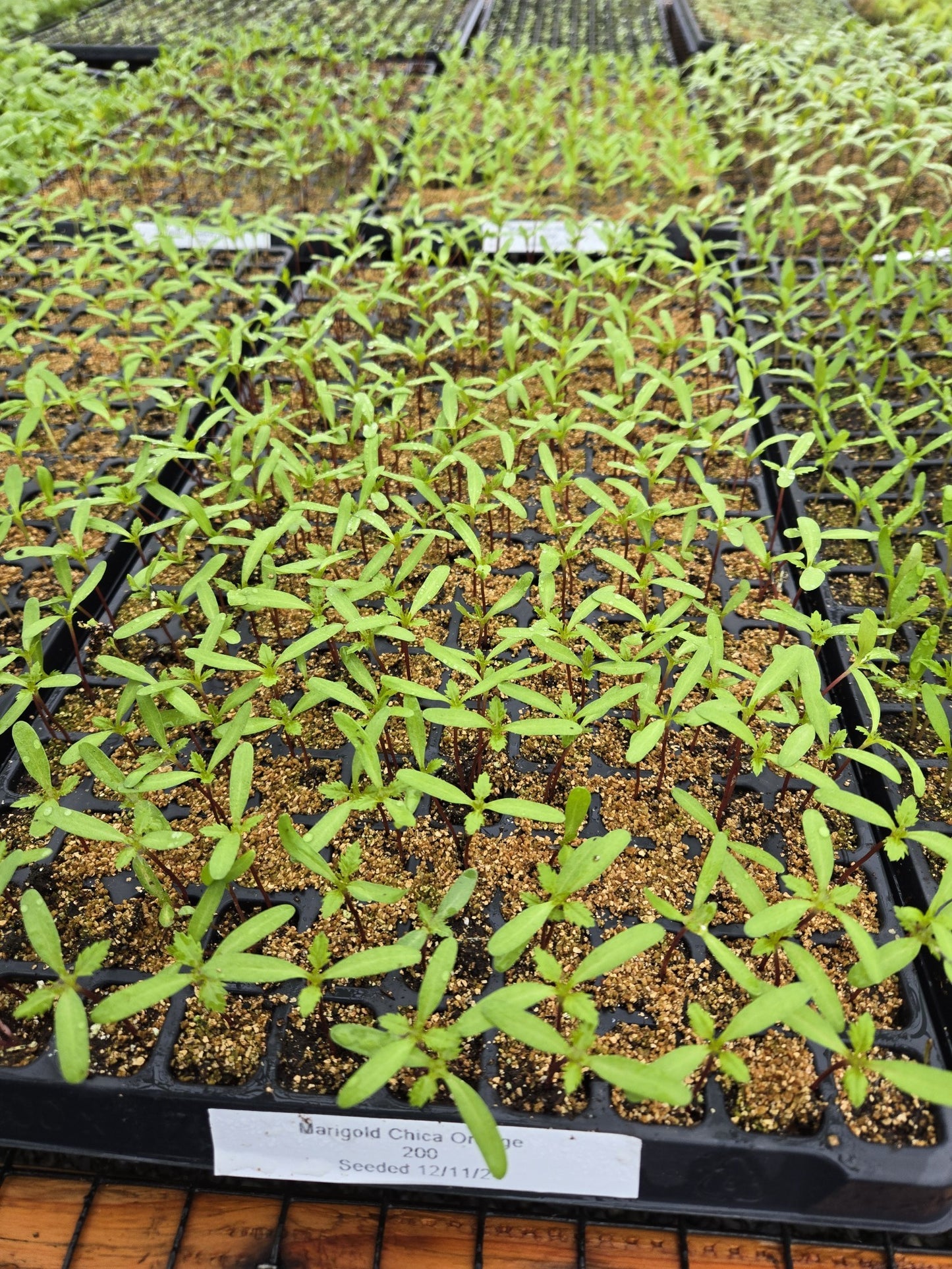Marigold Seeds 50 Marigold Chica Orange Compact Marigold NEW