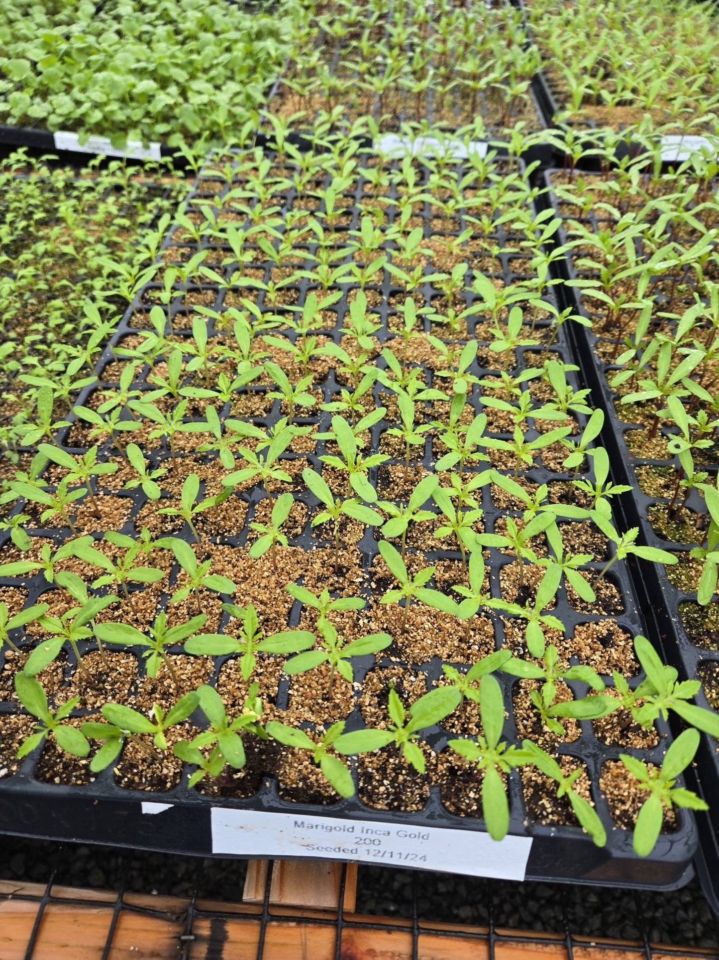 Marigold Seeds African Marigold Inca Gold 25 Seeds