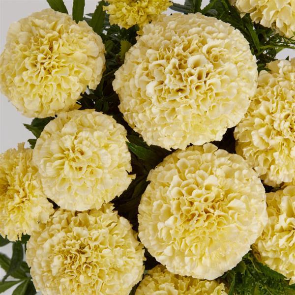 african marigold seeds Lanna Lace African Marigold Seeds