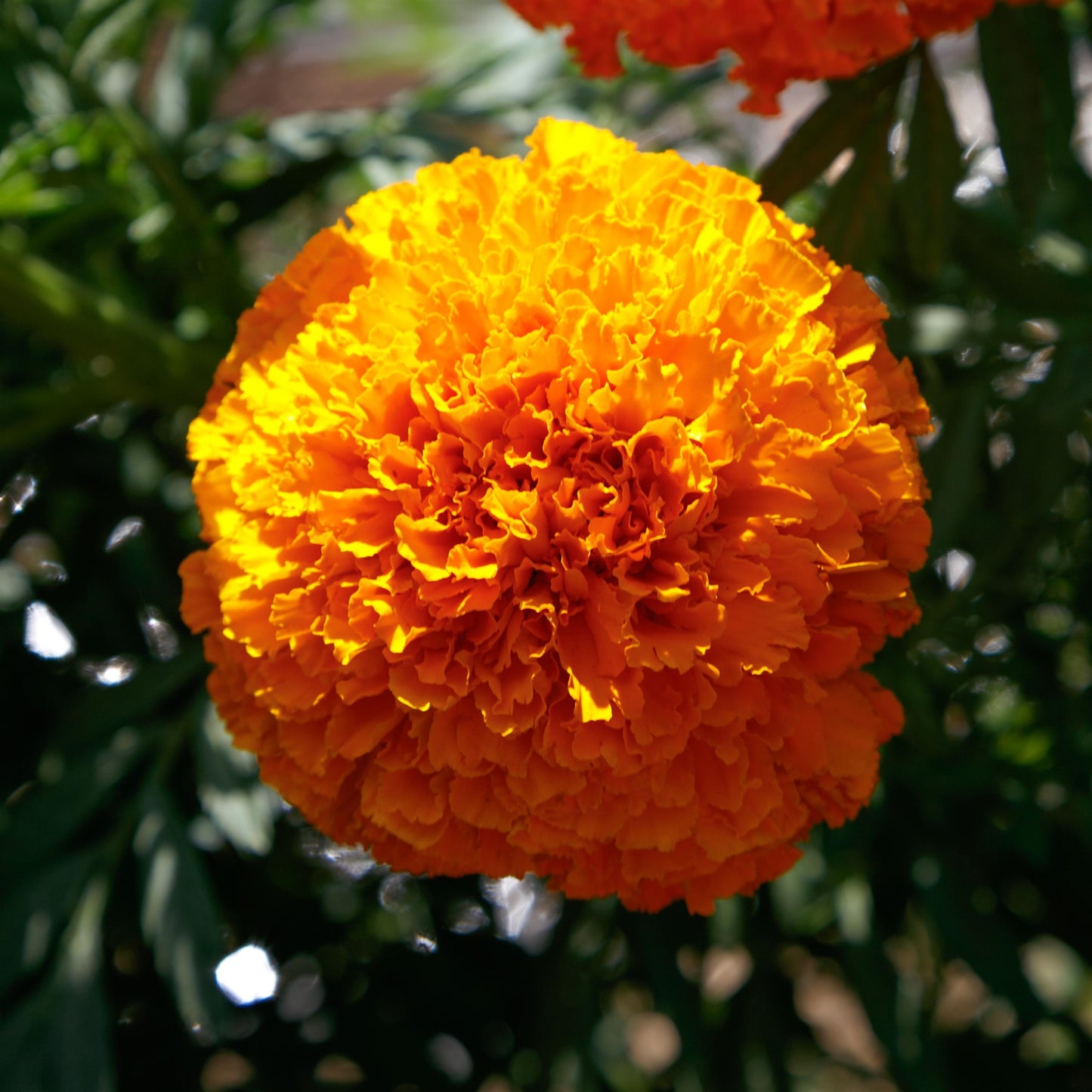 Coco Deep Orange African Marigold Seeds – 25 F1 Cut Flower Seeds