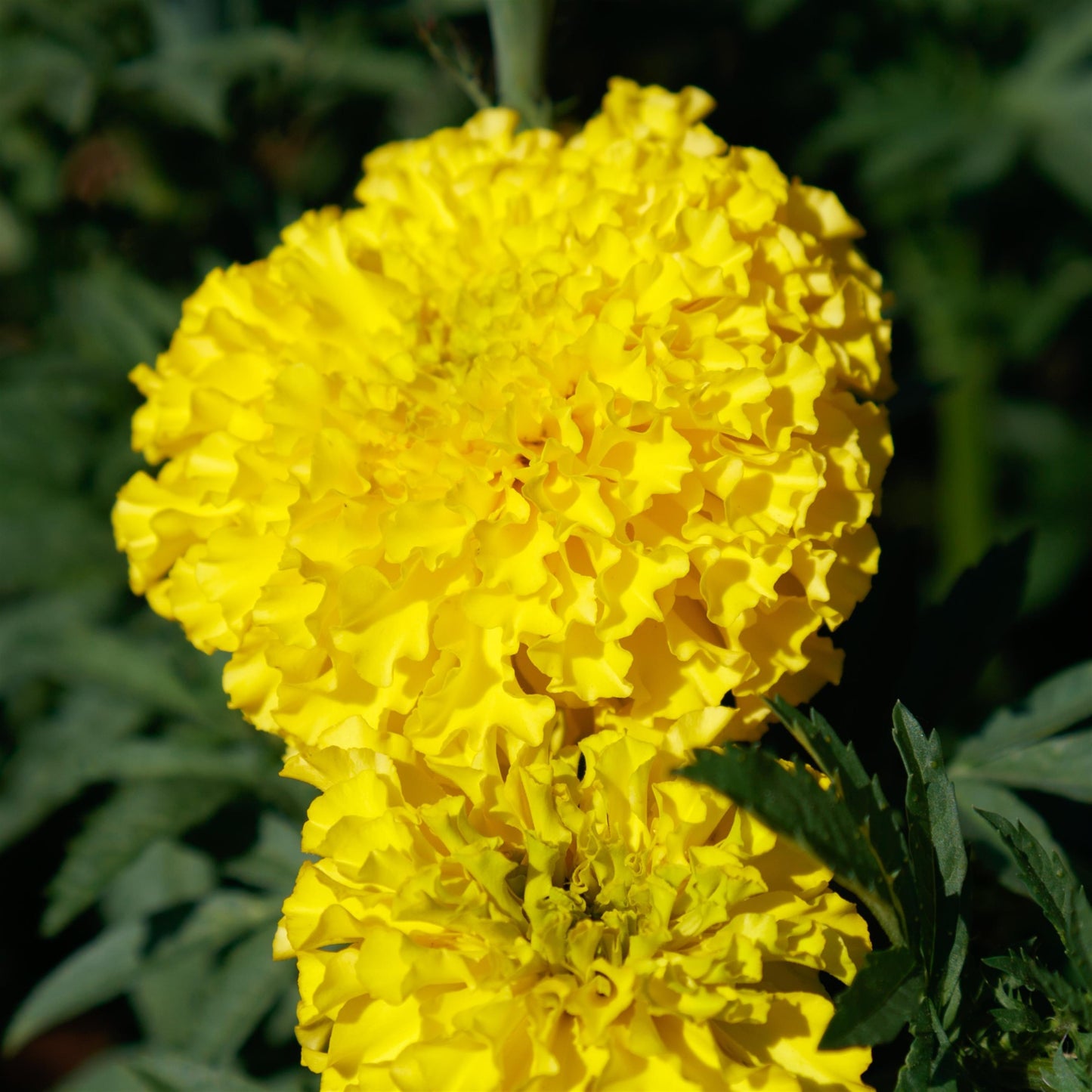 Coco Yellow African Marigold Seeds – 25 F1 Cut Flower Seeds